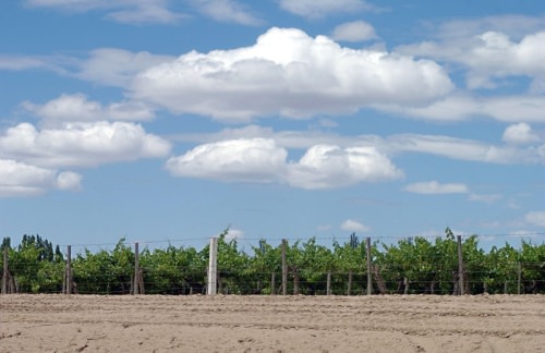 Mendoza Vineyards and Sky