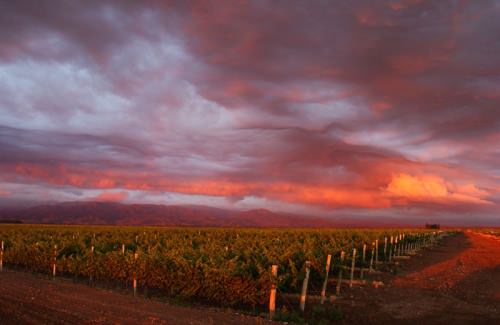 Mendoza Vineyards, Argentina