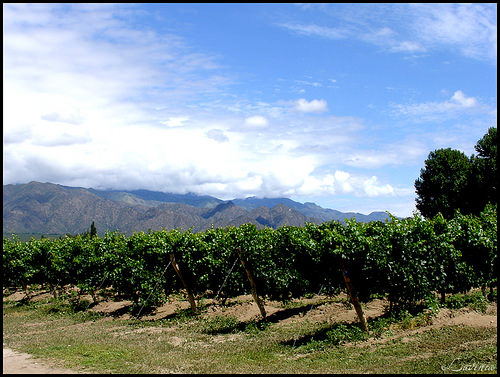 Salta Vineyards, Argentina Wine