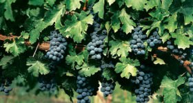 Mendoza Argentina Wine Grapes Malbec