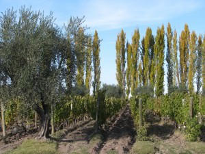 Chardonnay From Argentina - Vineyard