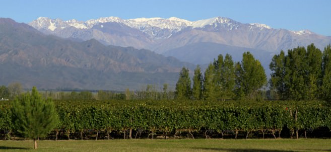 Mendoza Vineyard