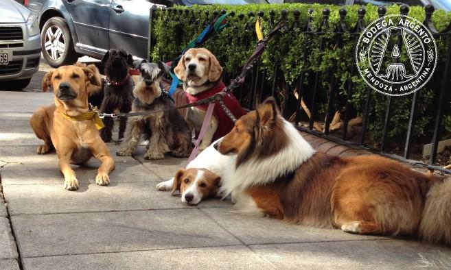 A pack waiting for their paseador; photo by Caitlin McCann
