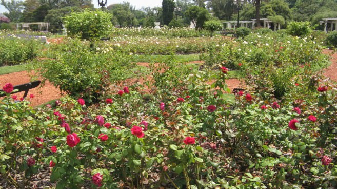 Smelling the roses in Palermo’s parks; photo by Louise Carr de Olmedo.
