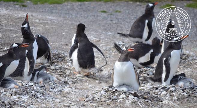 titel knoglebrud Seneste nyt Penguins of Patagonia - Up Close and Personal
